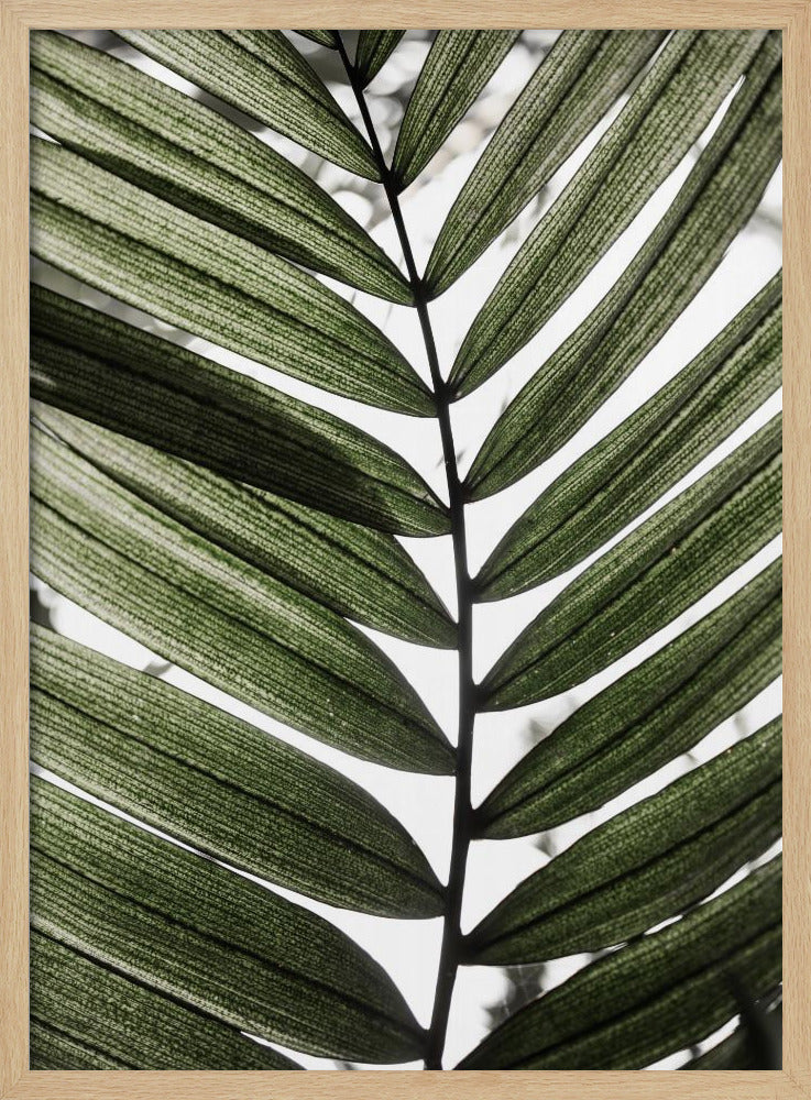 Palmbladeren 24 | Poster