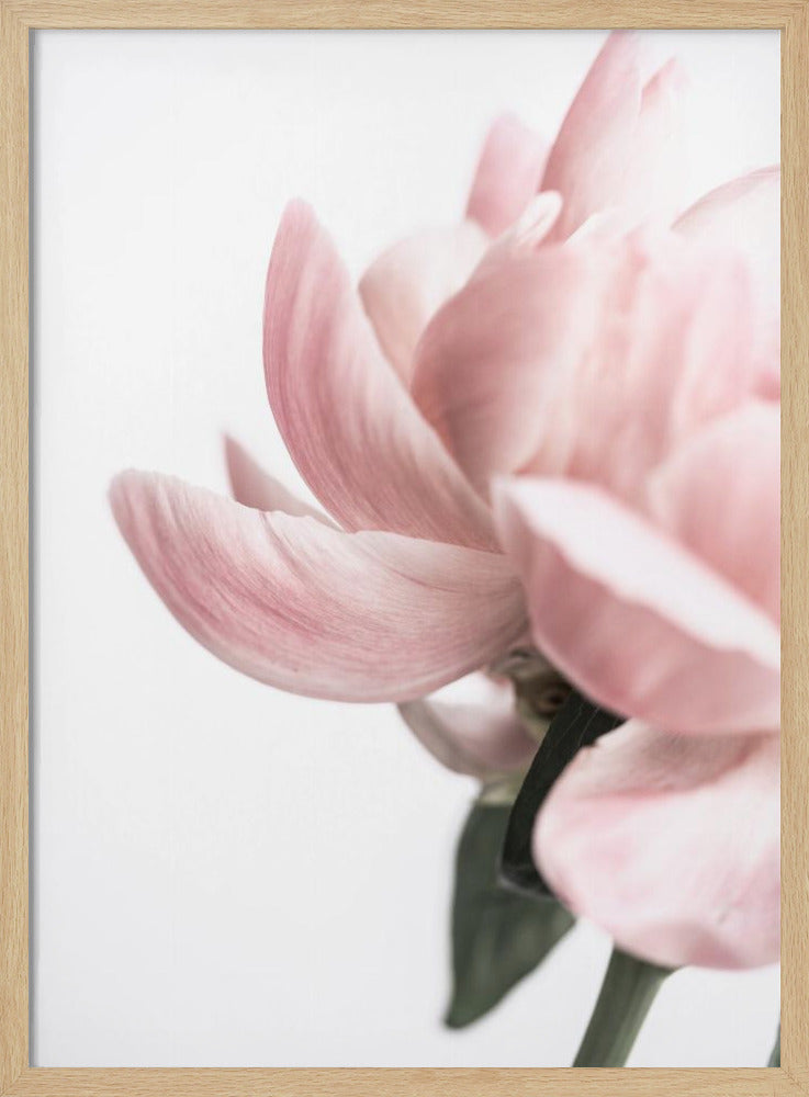 Peony 2 | Poster