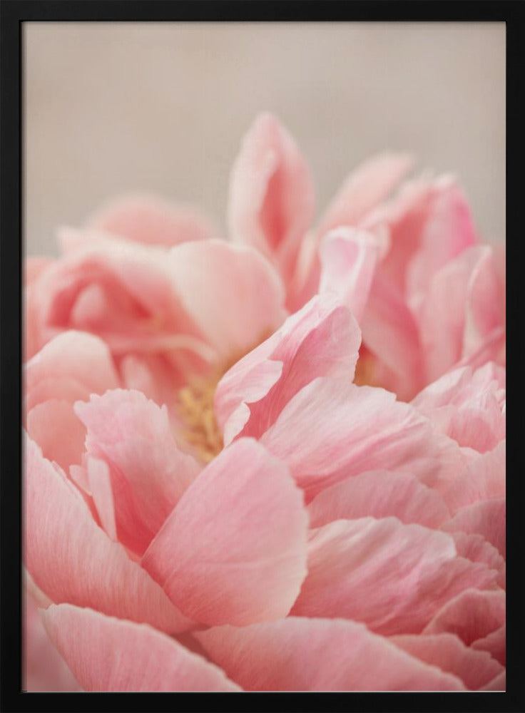 Peony 4 | Poster