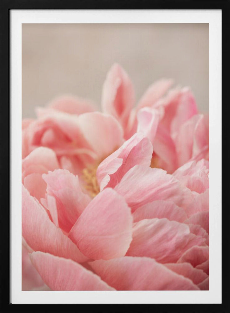 Peony 4 | Poster