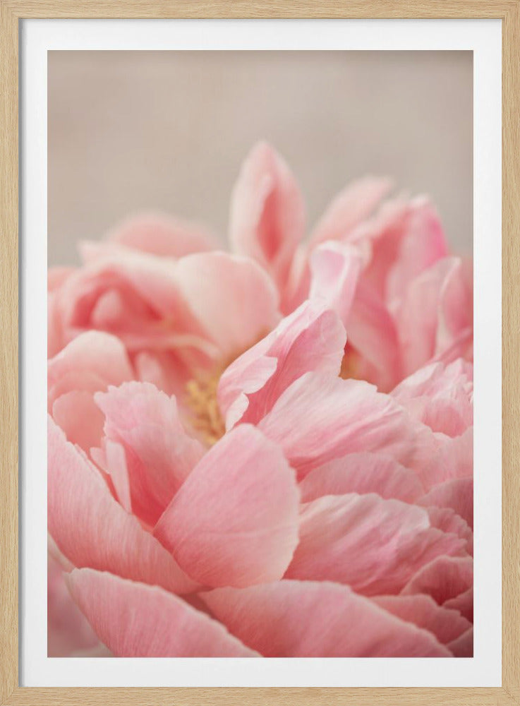 Peony 4 | Poster