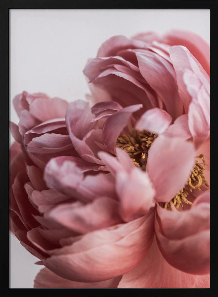Peony | Poster