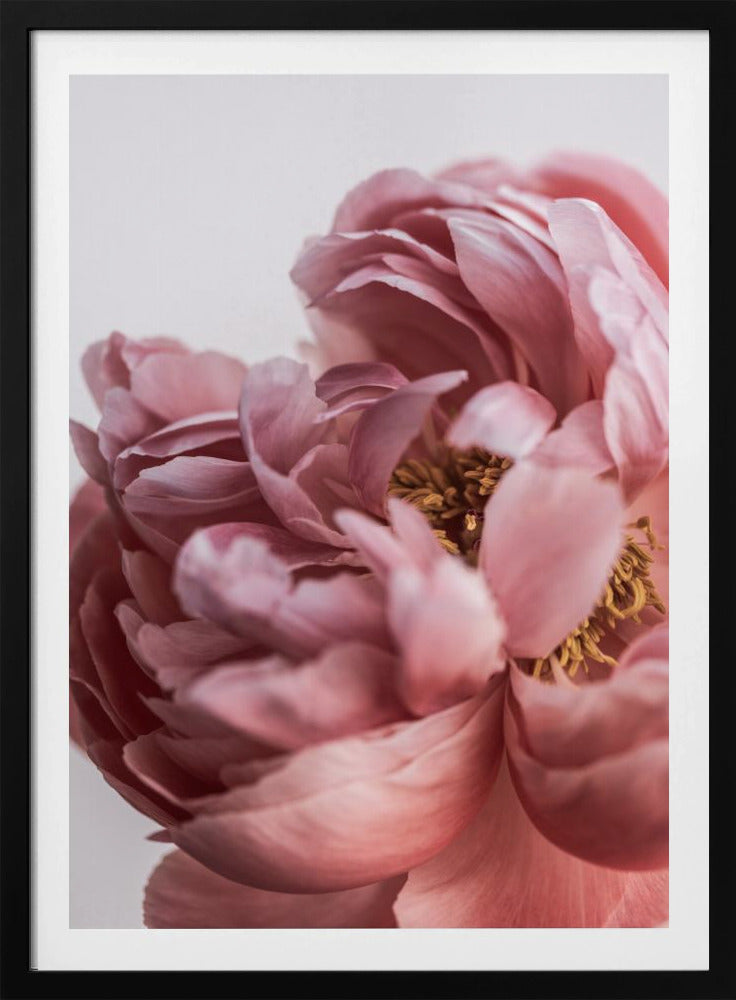 Peony | Poster