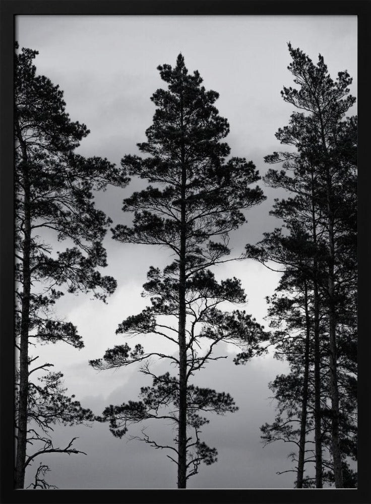 Swedish Trees | Poster