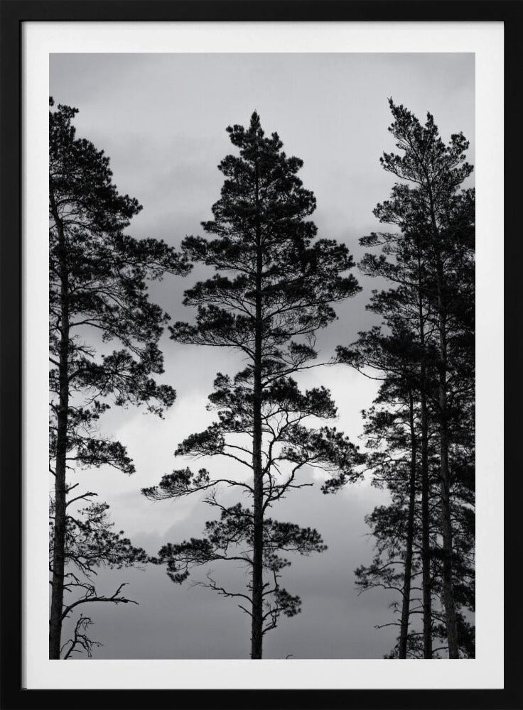 Swedish Trees | Poster
