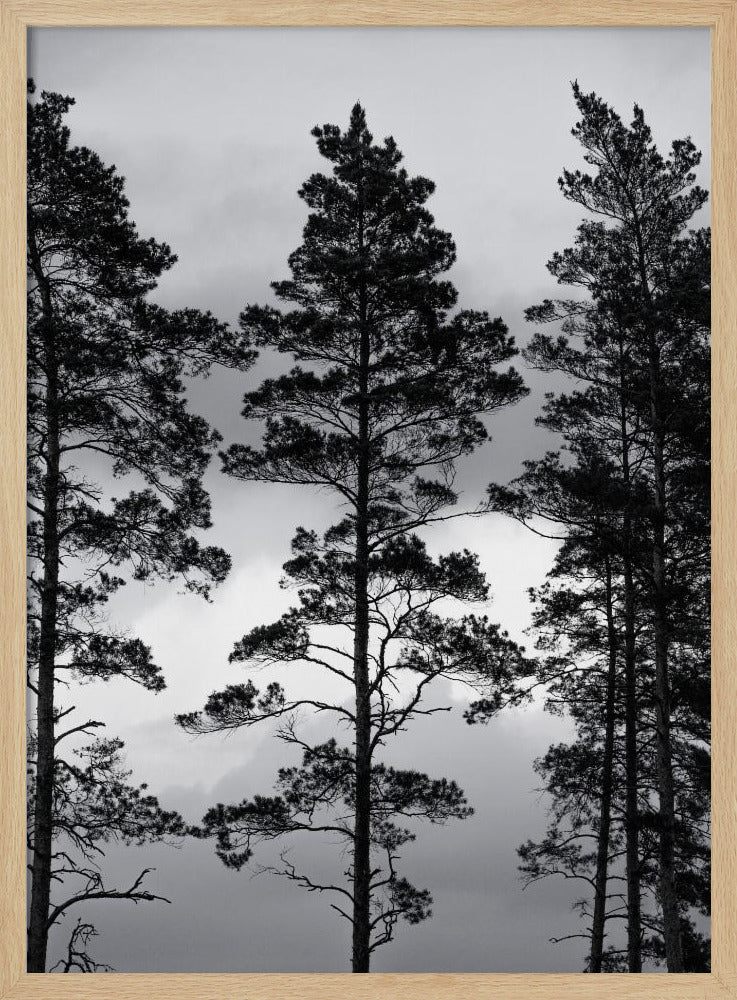 Swedish Trees | Poster