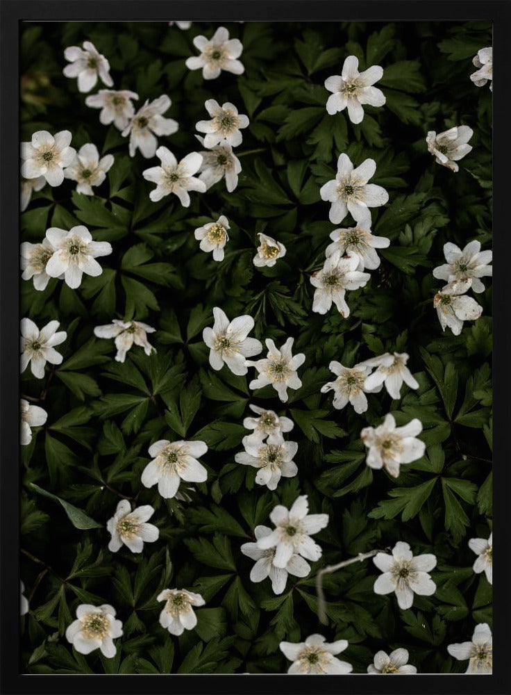 Tiny Flowers 2 | Poster