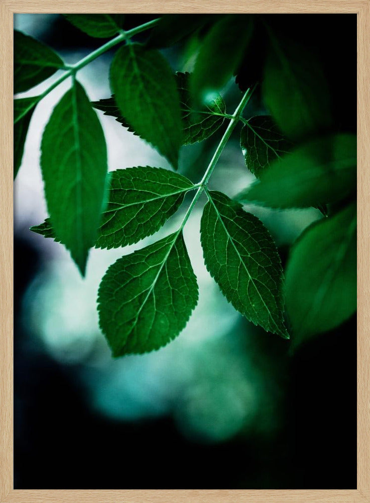 Dark Leaves 14 | Poster