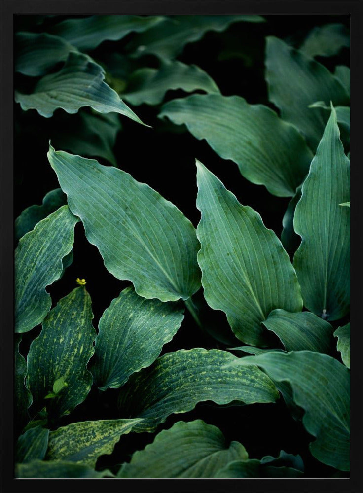 Dark Leaves 15 | Poster