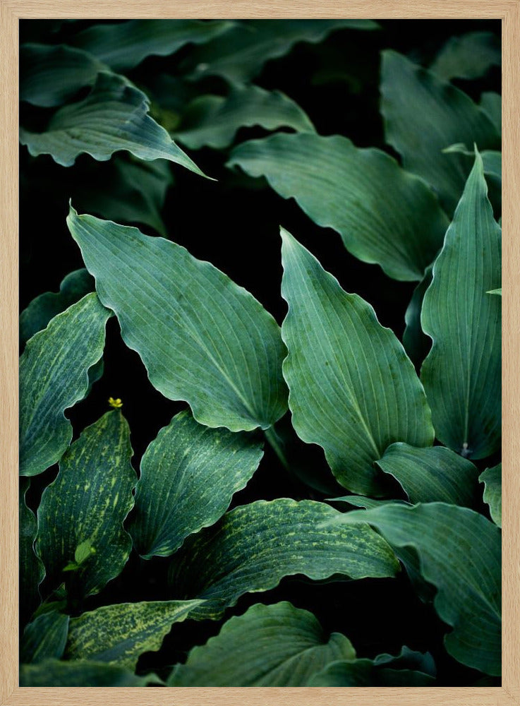 Dark Leaves 15 | Poster