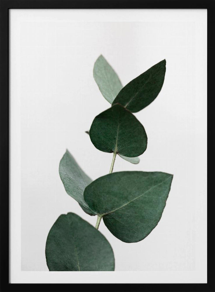Eucalyptus 4 A1 | Poster