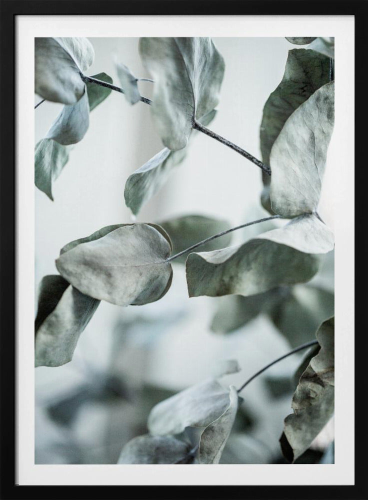 Eucalyptus 8 | Poster