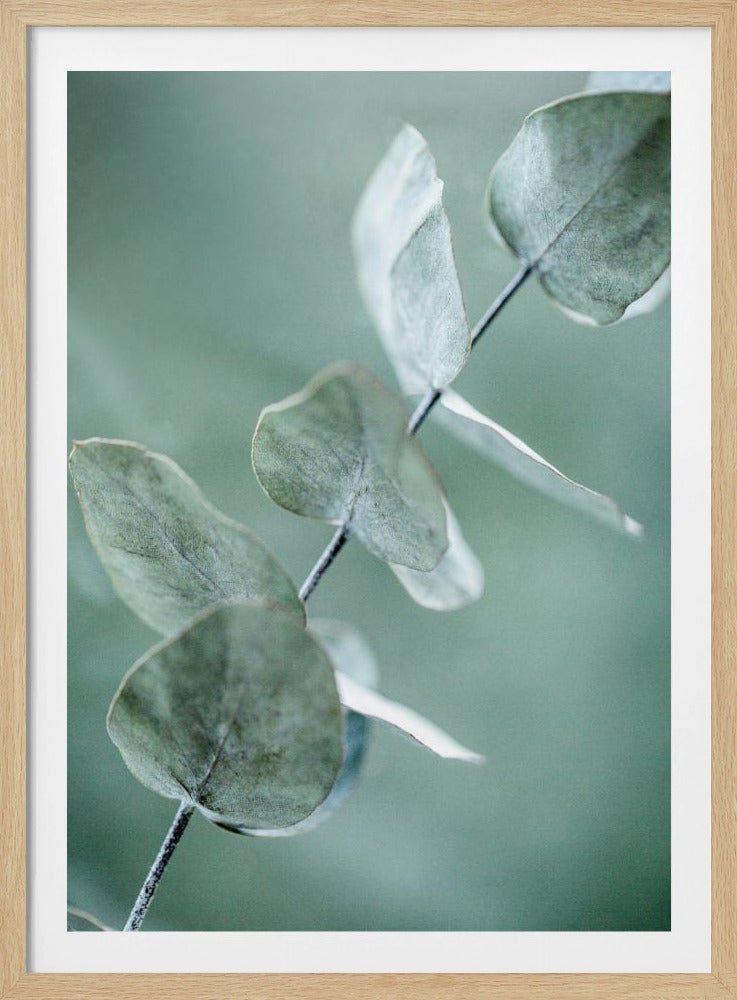 Eucalyptus 9 | Poster
