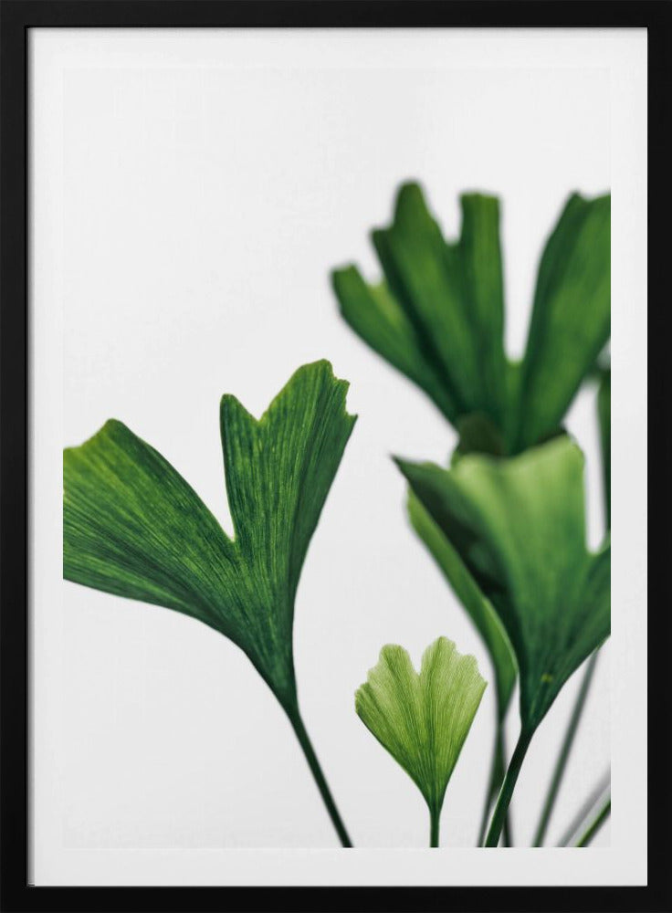 Ginko 5 | Poster