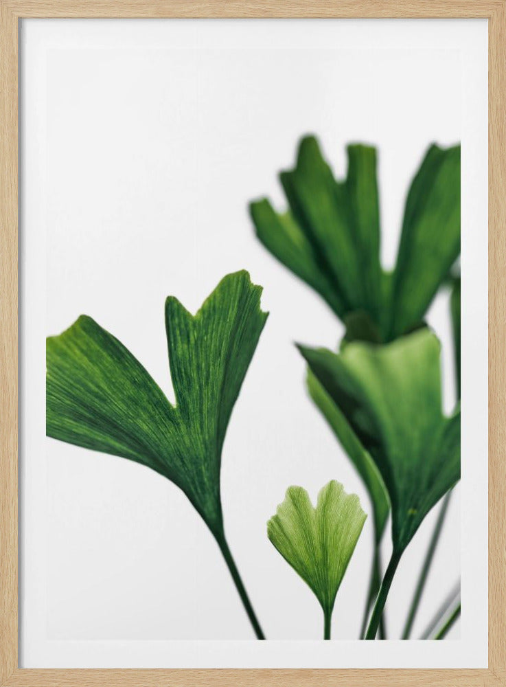 Ginko 5 | Poster
