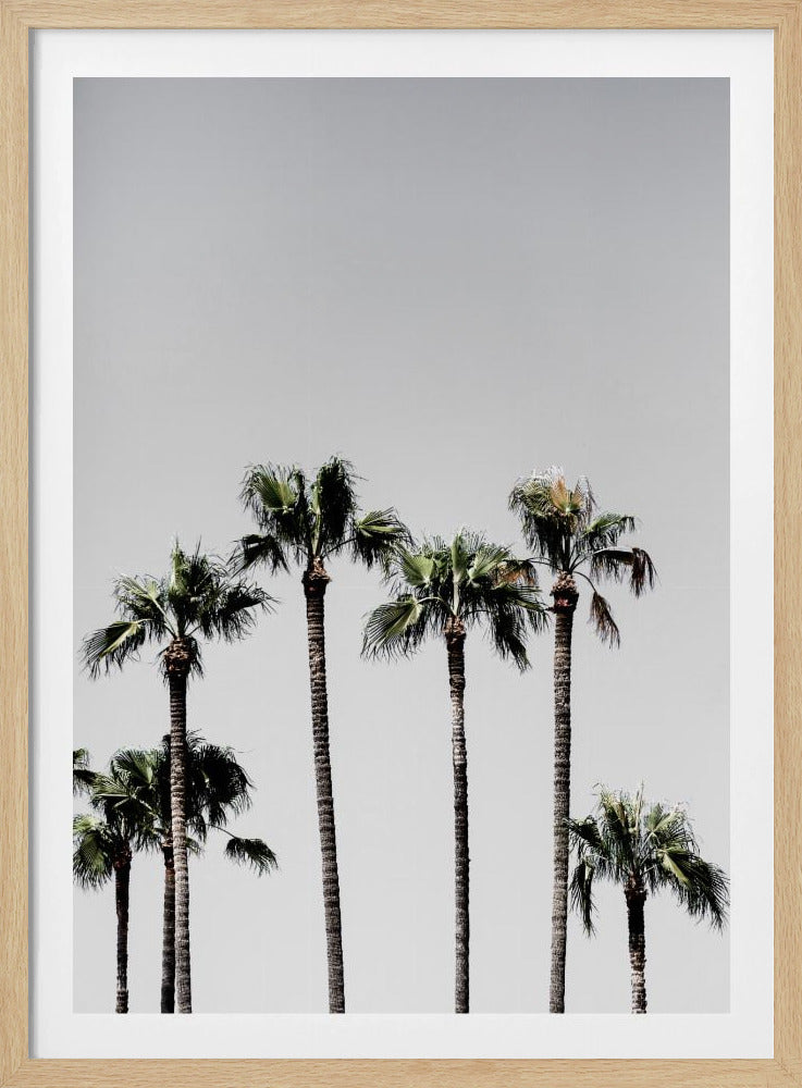 Palmbomen 5 | Poster
