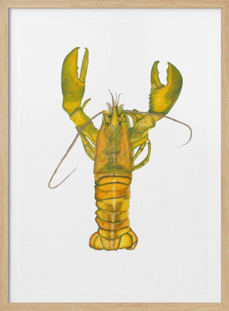 Kreeft | Poster