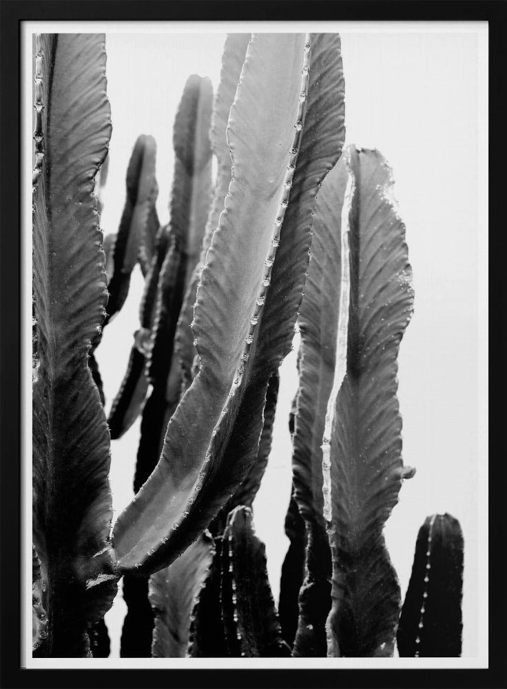 Cactus Elegance | Poster