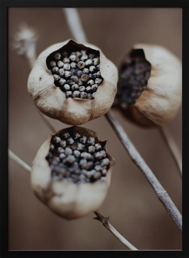 Capsules van de natuur | Poster