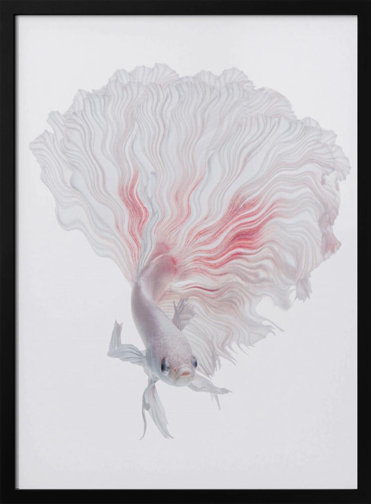 ROOT BETTA | Poster