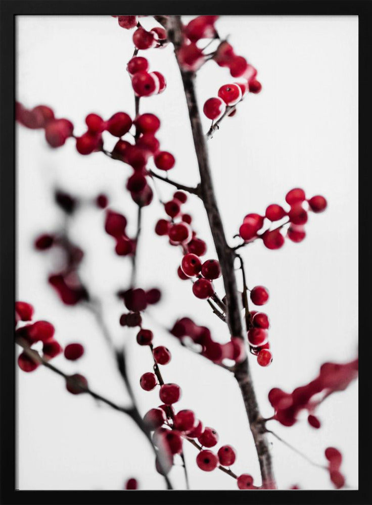 Red Berries 1 | Poster