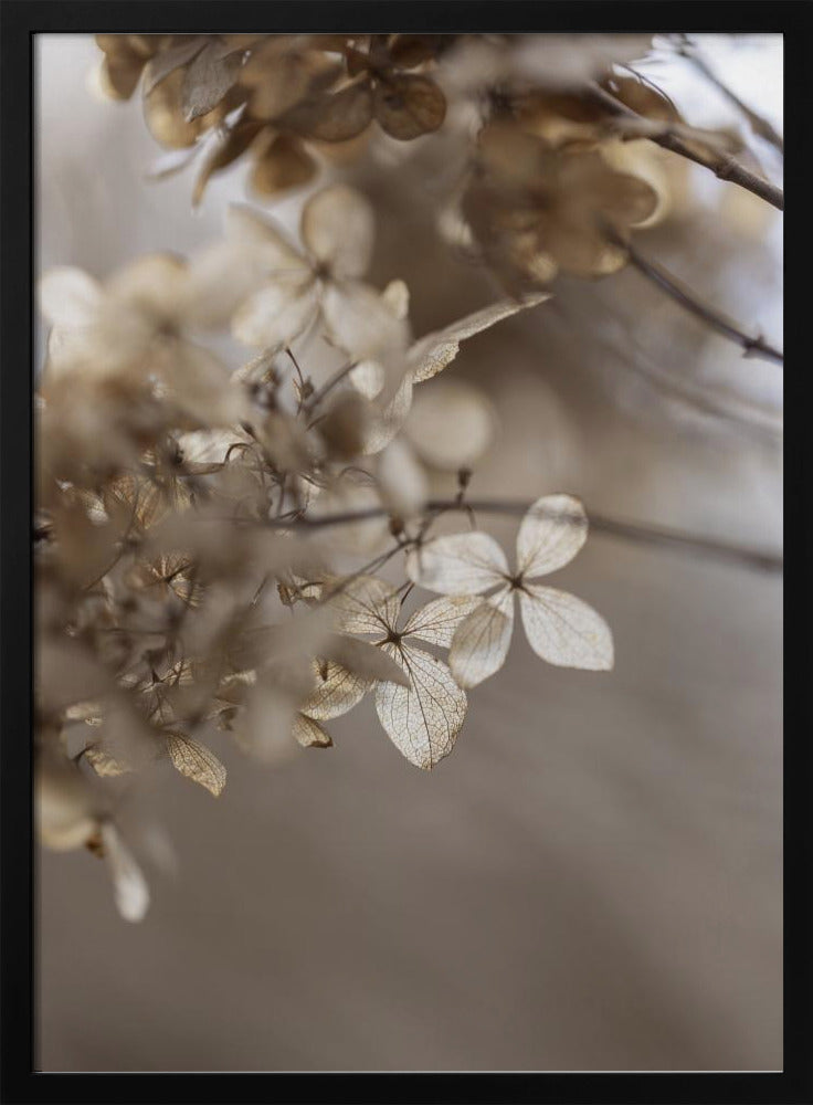 Hydrangea 1 | Poster