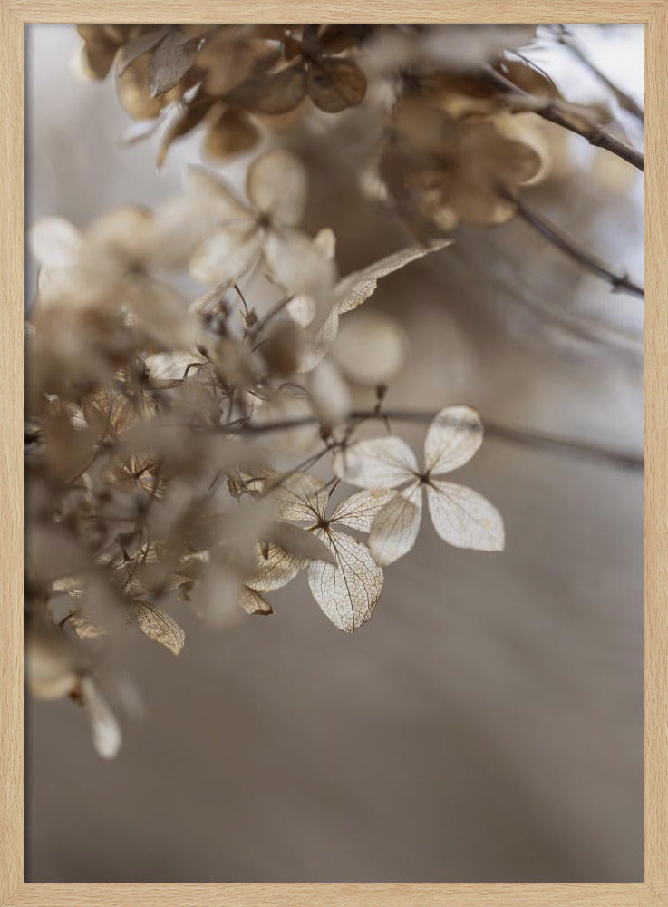 Hydrangea 1 | Poster