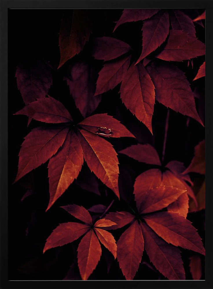 Dark Leaves 7X | Poster