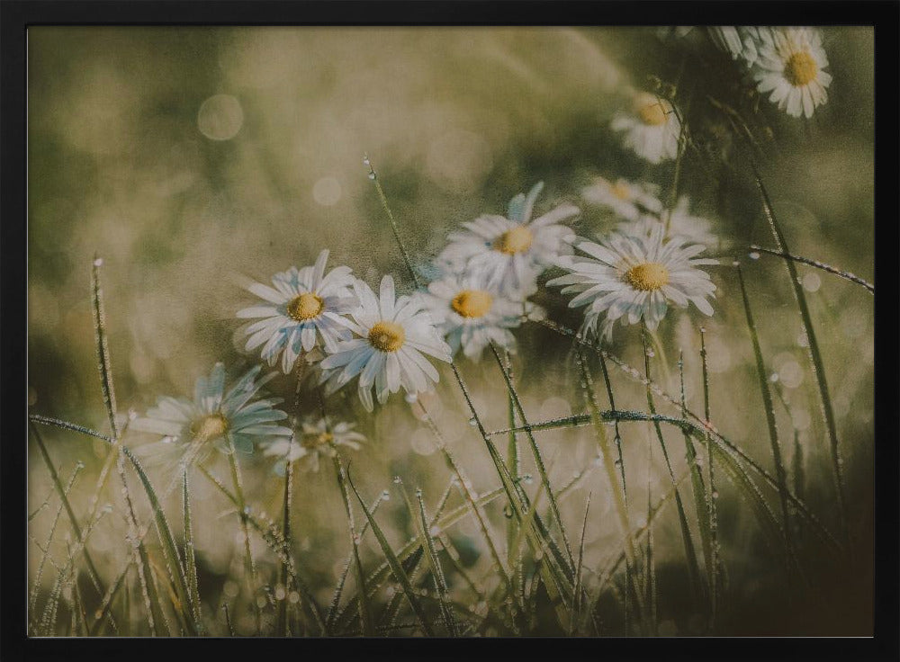 daisies in early morning | Poster