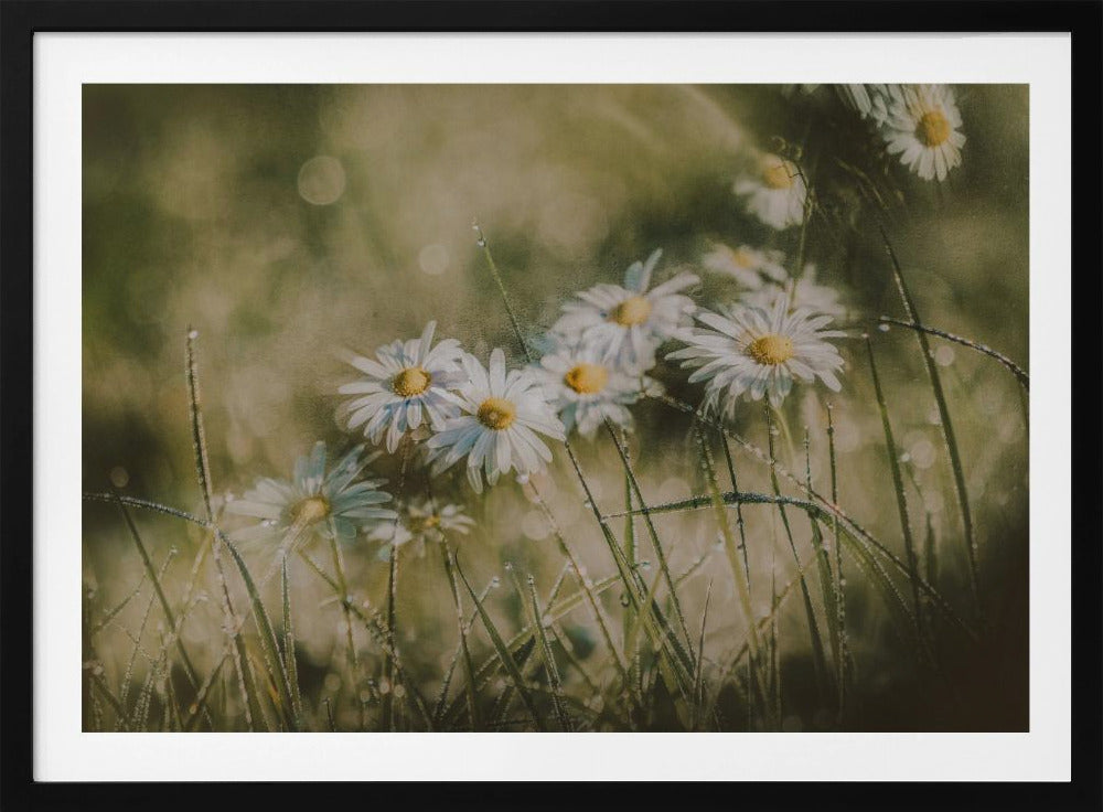 daisies in early morning | Poster