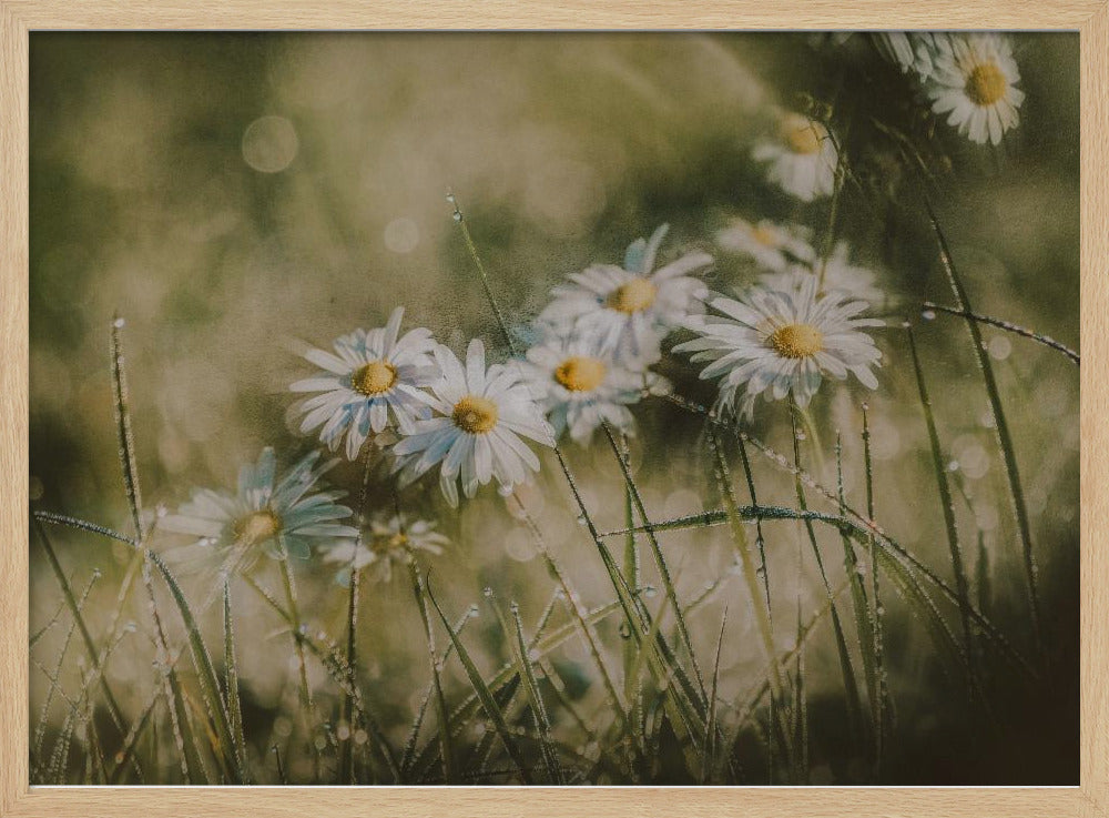 daisies in early morning | Poster