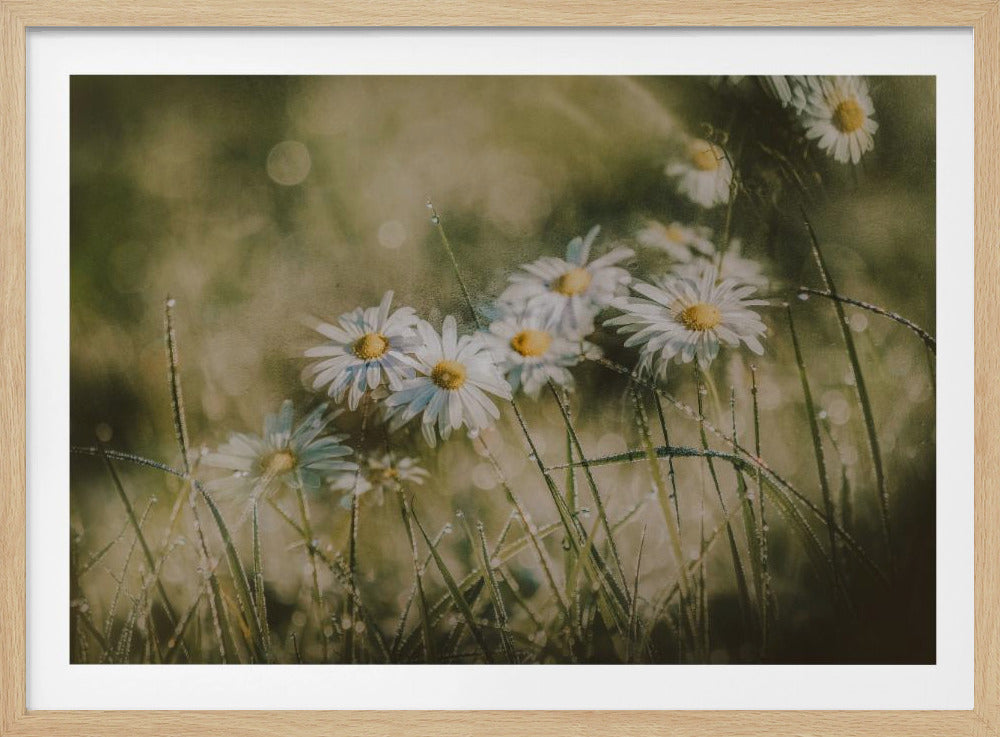 daisies in early morning | Poster