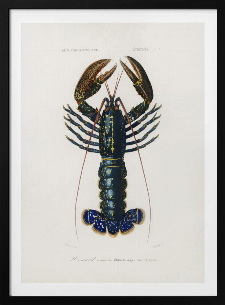 Karmozijnrode rivierkreeft | Poster