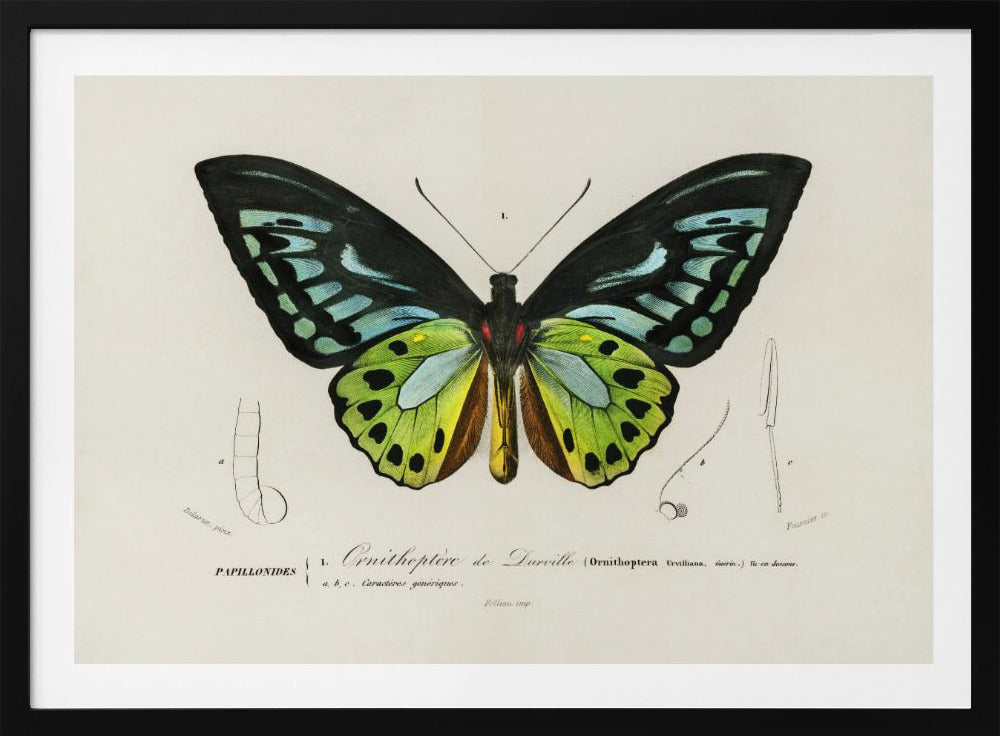 Groene vogelvleugelvlinder | Poster