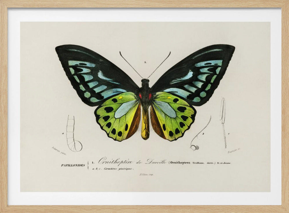 Groene vogelvleugelvlinder | Poster