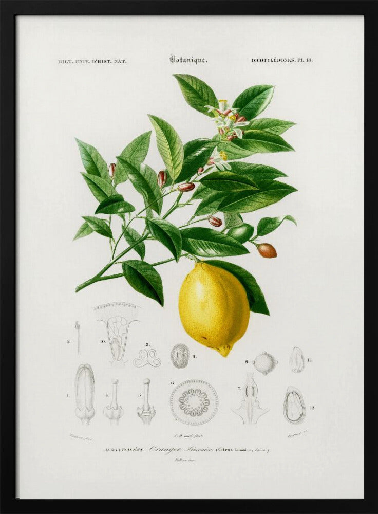 Citroen (citruslimonium) | Poster