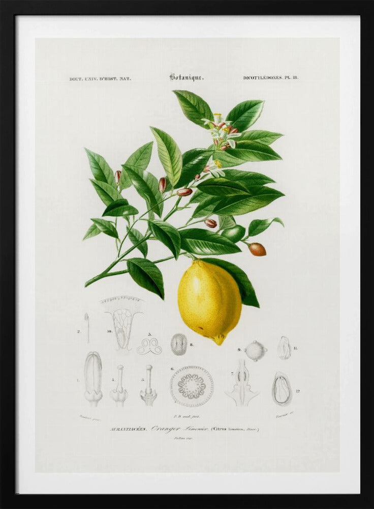 Citroen (citruslimonium) | Poster