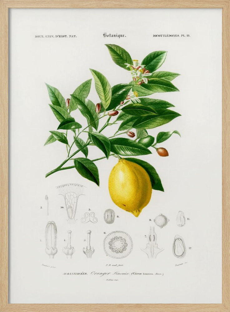 Citroen (citruslimonium) | Poster