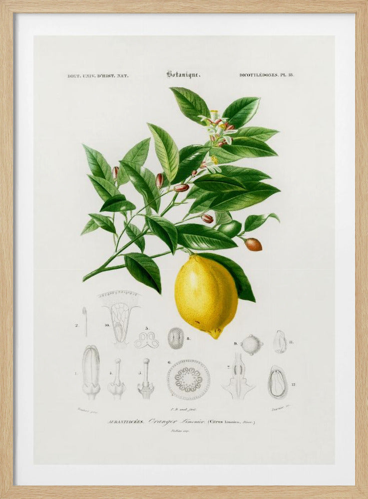 Citroen (citruslimonium) | Poster
