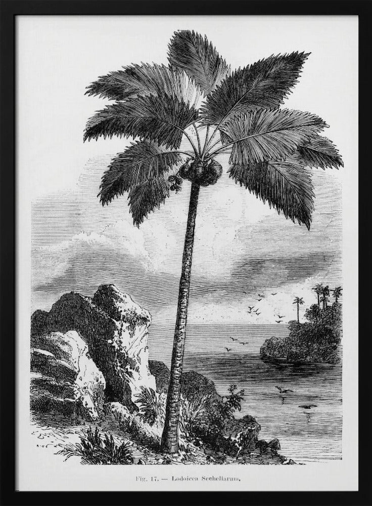 Vintage palmboom tekening I | Poster