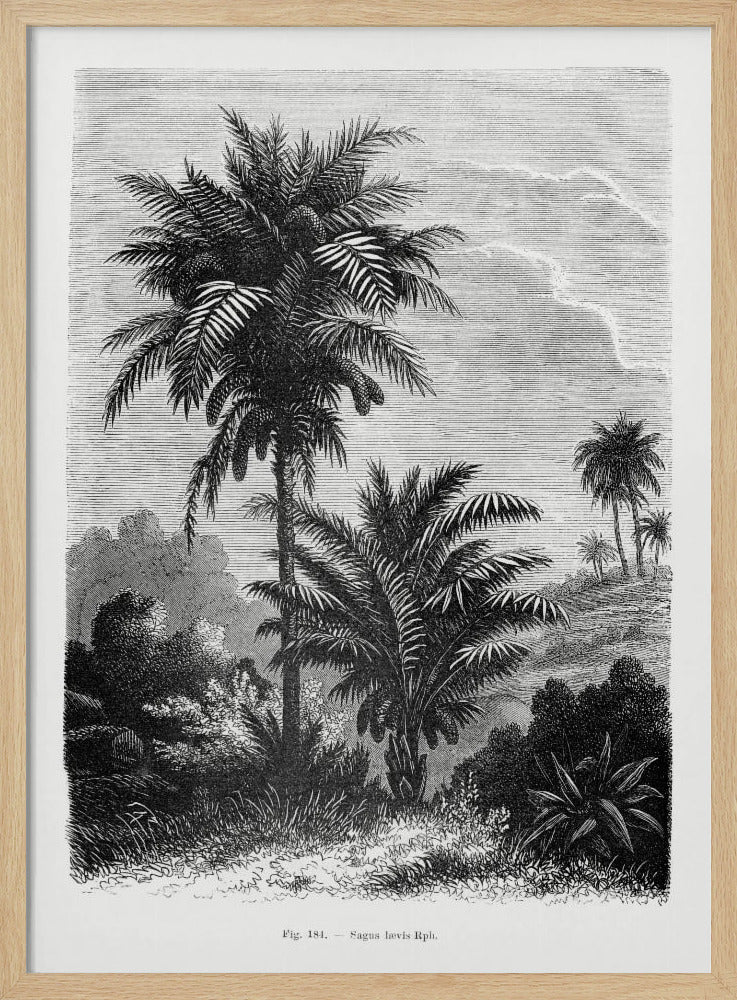Vintage palmboom tekening V | Poster