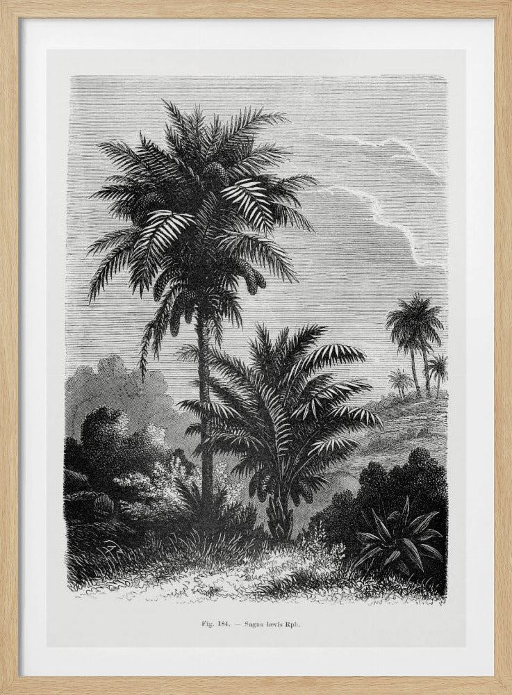 Vintage palmboom tekening V | Poster