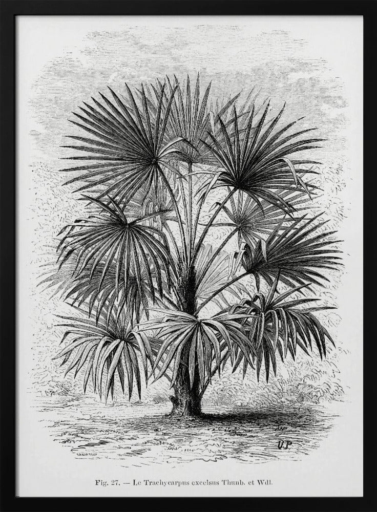 Vintage palmboom tekening Xi | Poster
