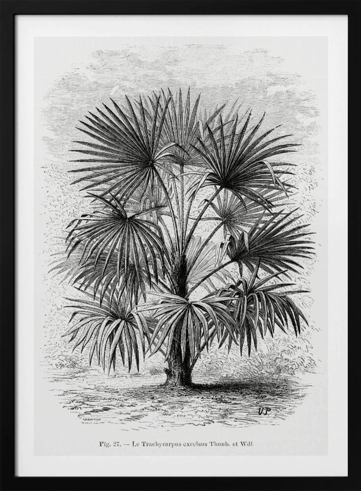 Vintage palmboom tekening Xi | Poster