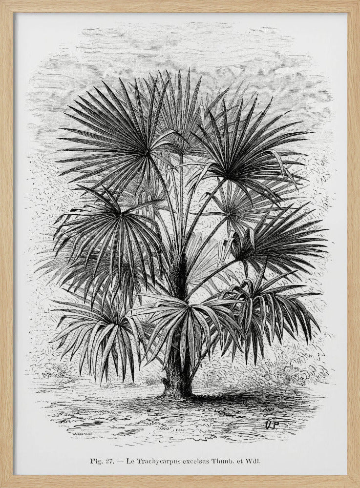Vintage palmboom tekening Xi | Poster