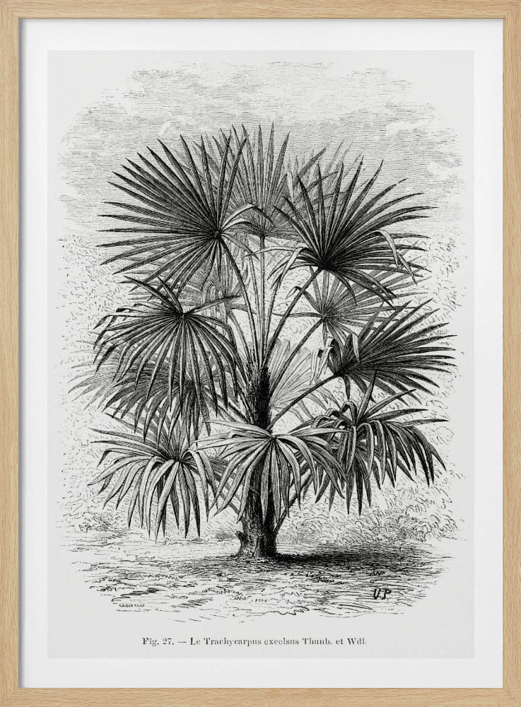 Vintage palmboom tekening Xi | Poster