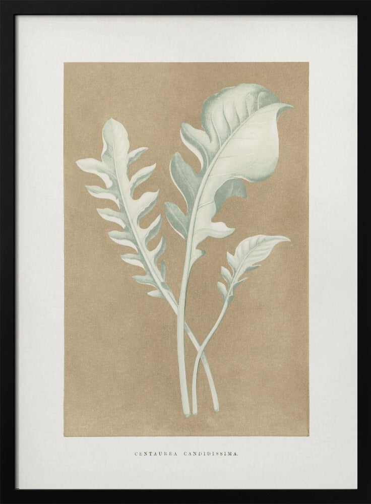 Centaurea Candidissima Leaf Illustration | Poster