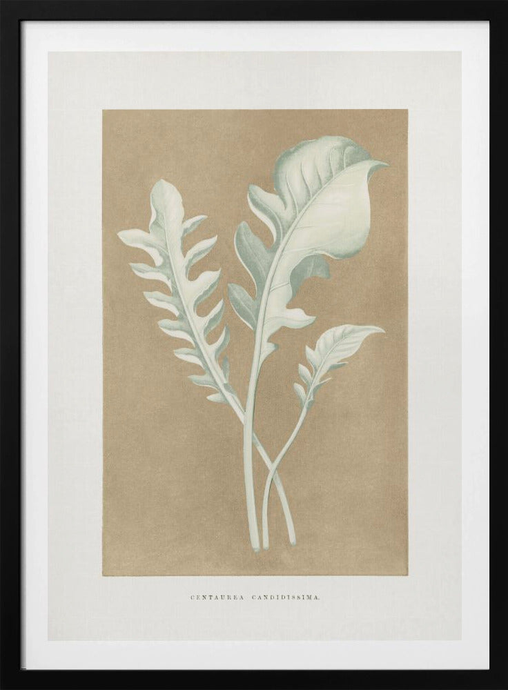 Centaurea Candidissima Leaf Illustration | Poster