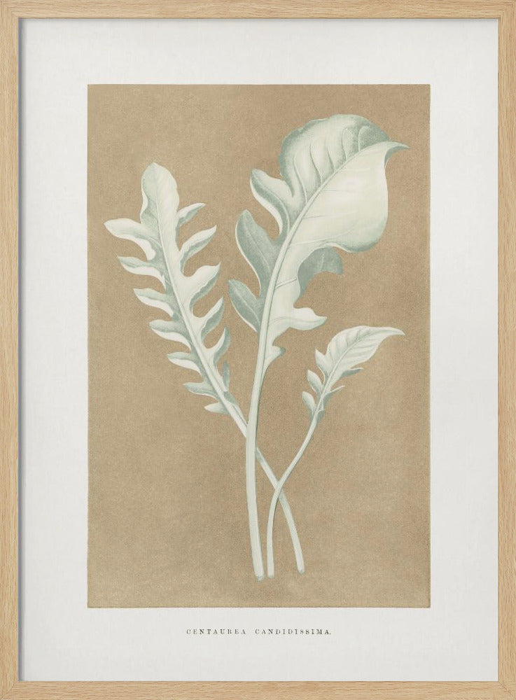 Centaurea Candidissima Leaf Illustration | Poster