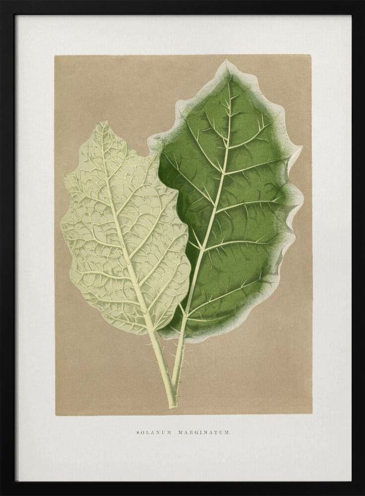 Groene Solanum Marginatum bladillustratie | Poster